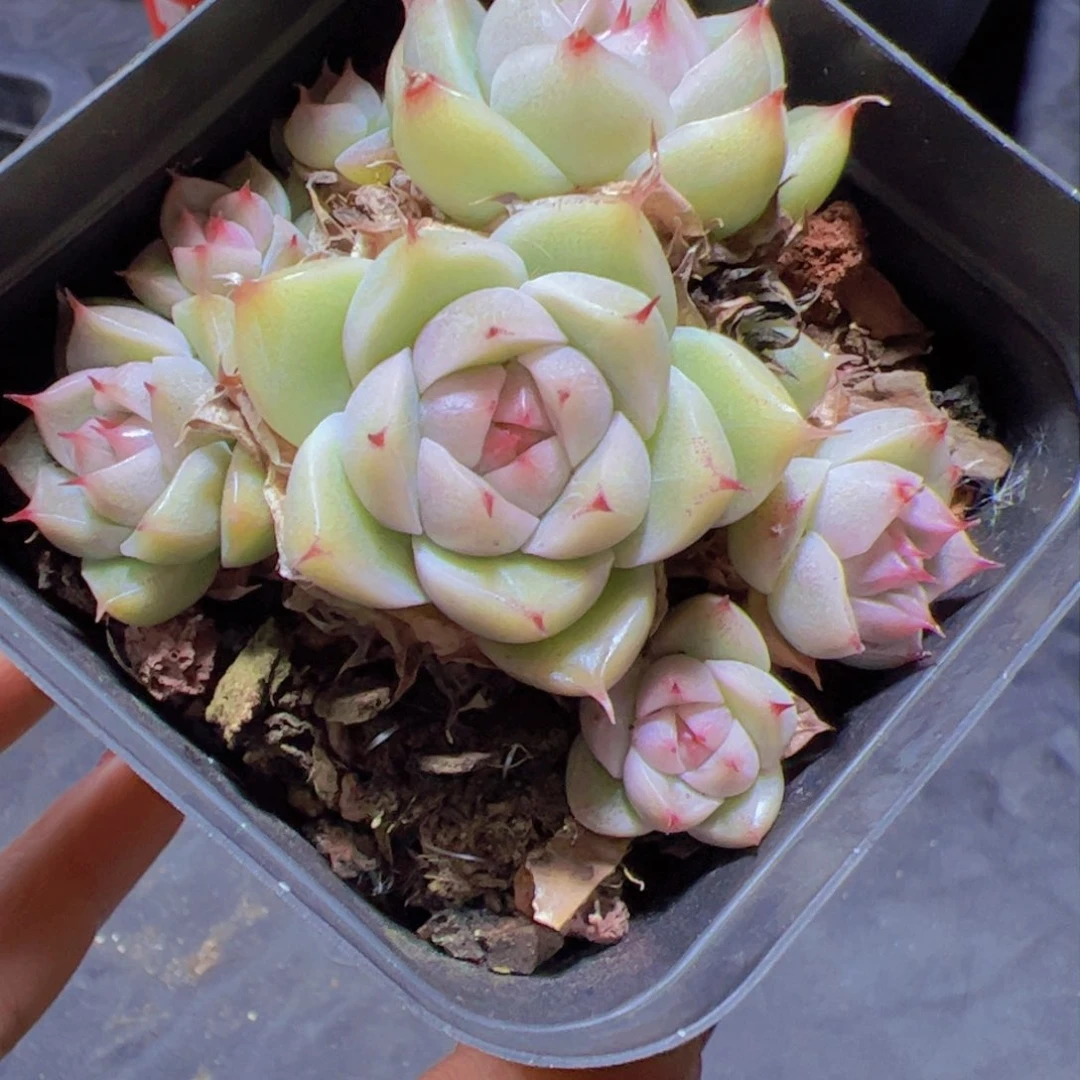 紫*新品，多肉植物，