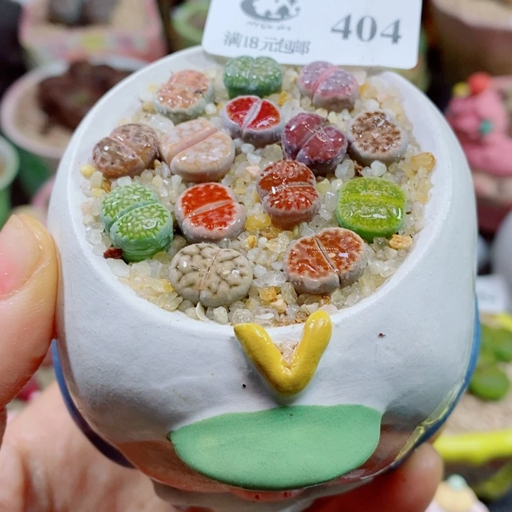 生石花花花花花花404