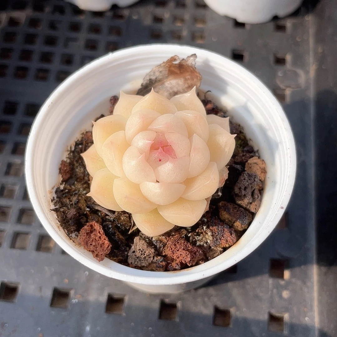 优选麦秆小精品9505