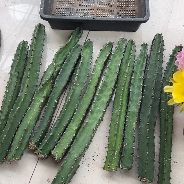 无花朵特价秀浦专拍