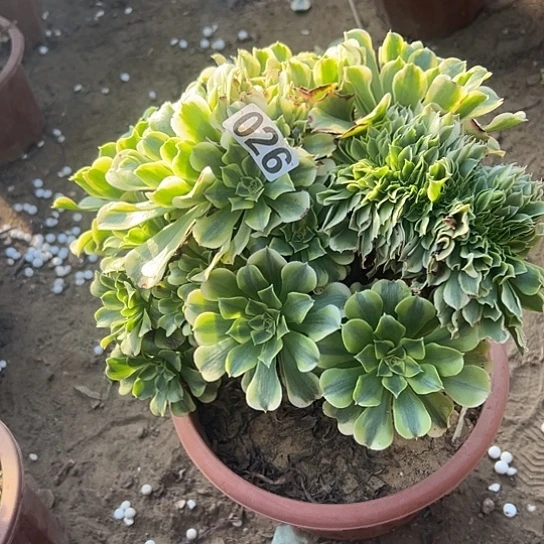 戏***儿多肉植物一个绿豆沙026