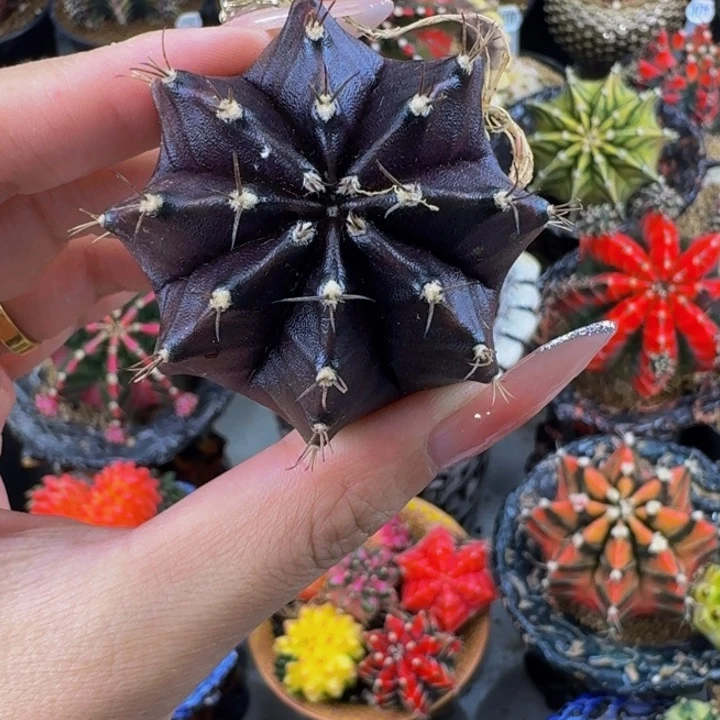 黑寡妇0000000000006