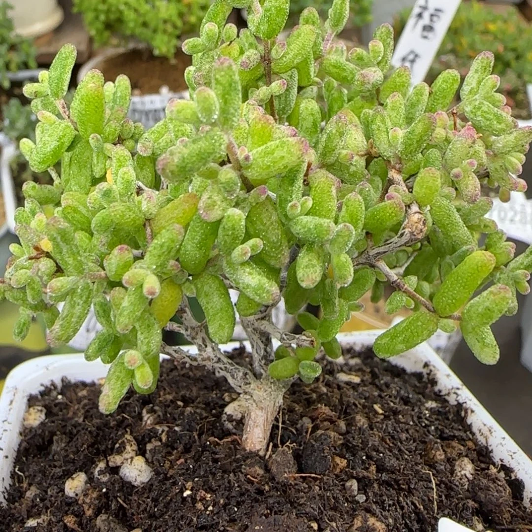 dy0307虎斑老桩福利