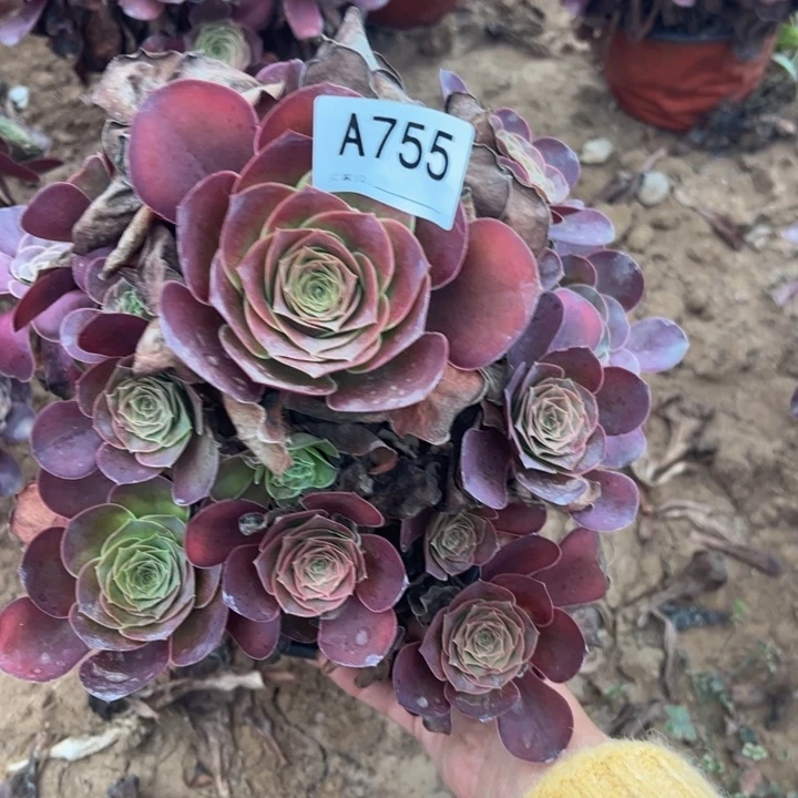 魅金玫瑰多肉植物755.