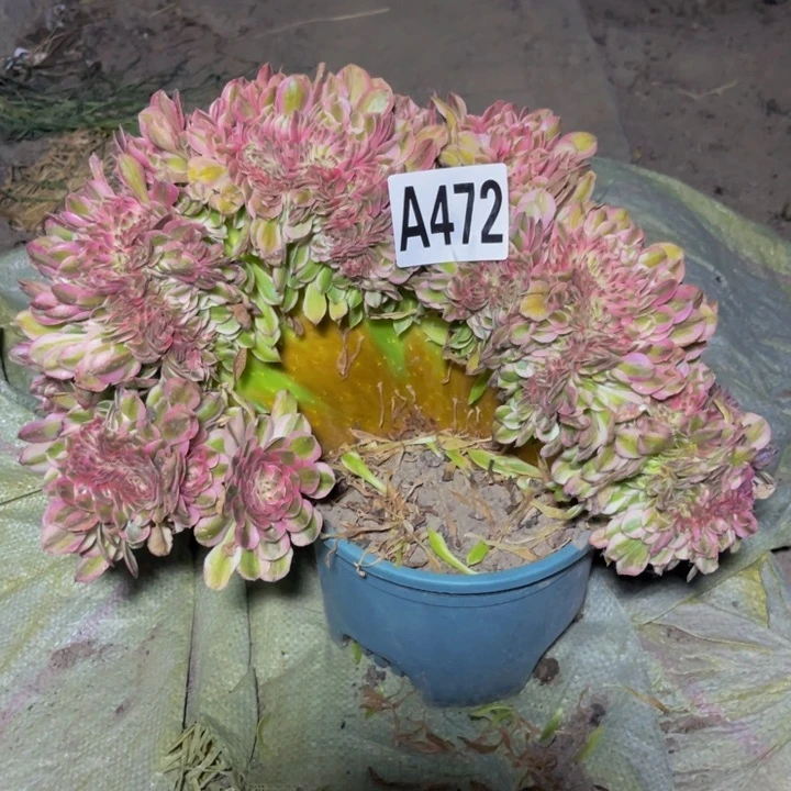 半糖荔枝28//38包邮