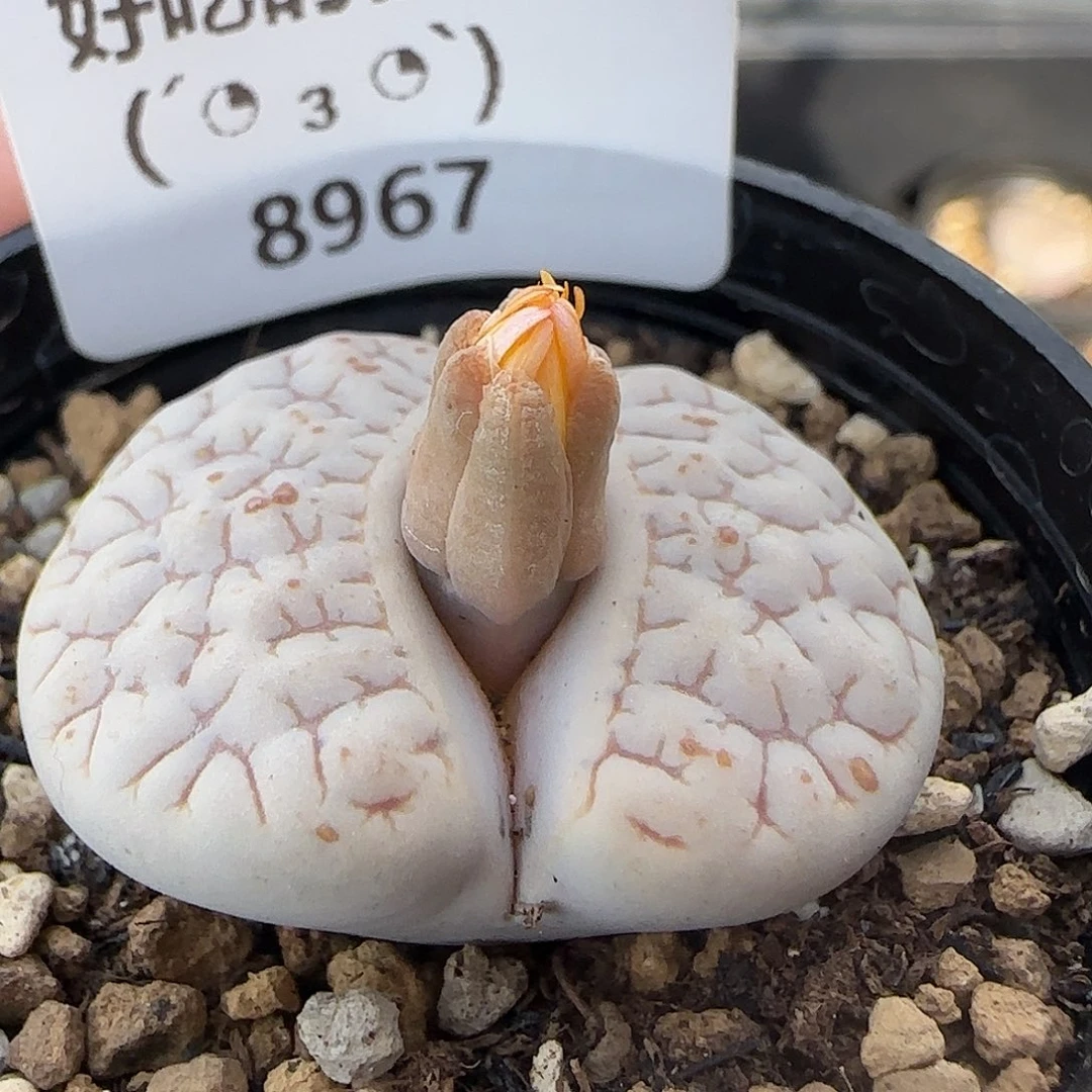 8967。默认脱土。18包邮。偏远88包邮