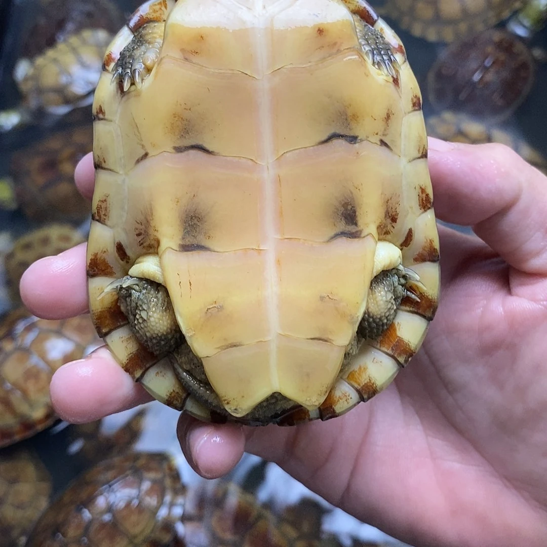 不分公母绿毛龟东*