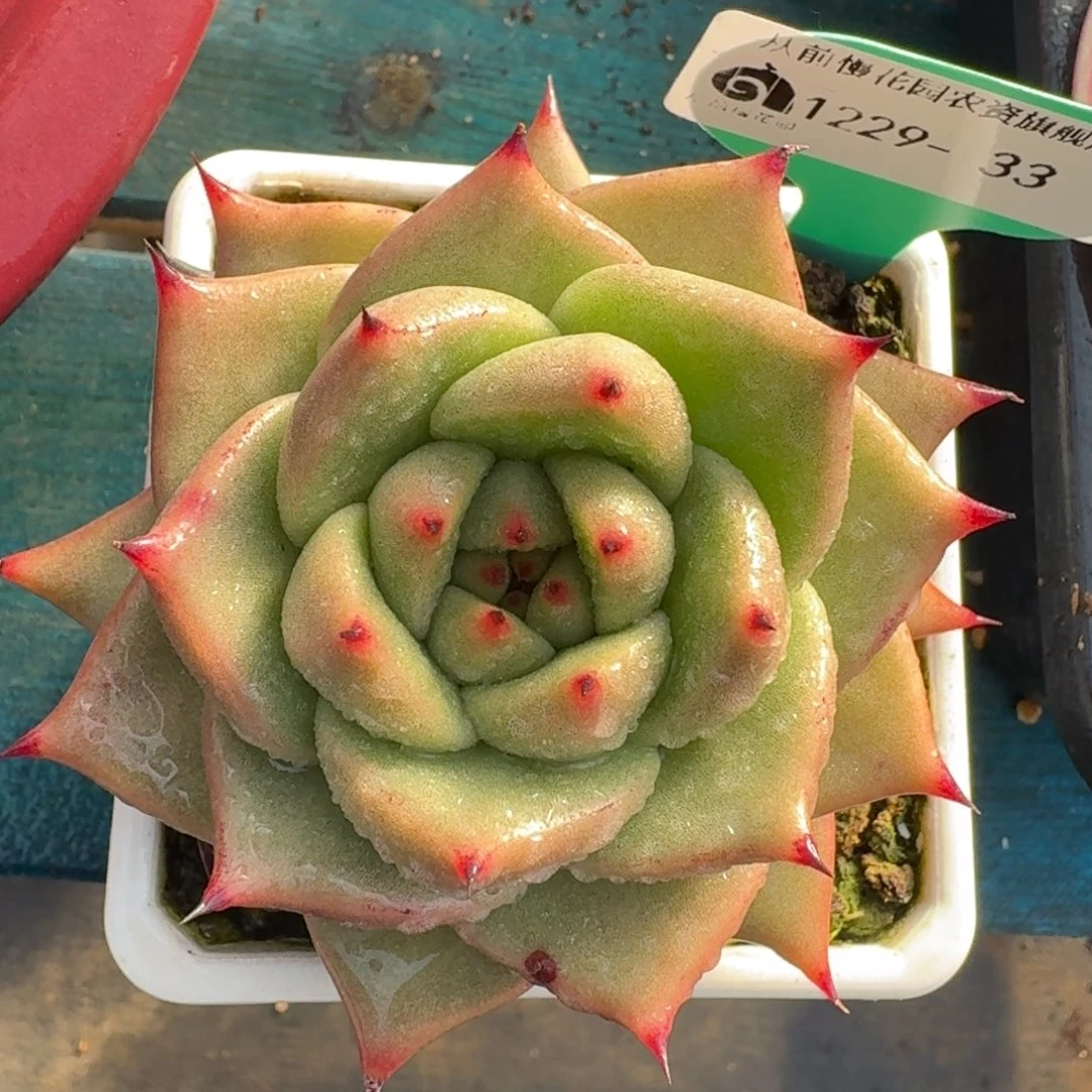 从前慢花园多肉编号1229-33