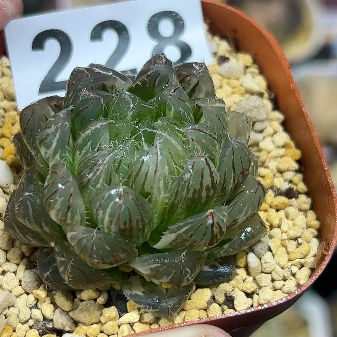 翠云锦十二卷多肉