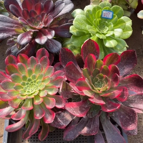 277多肉植物组合