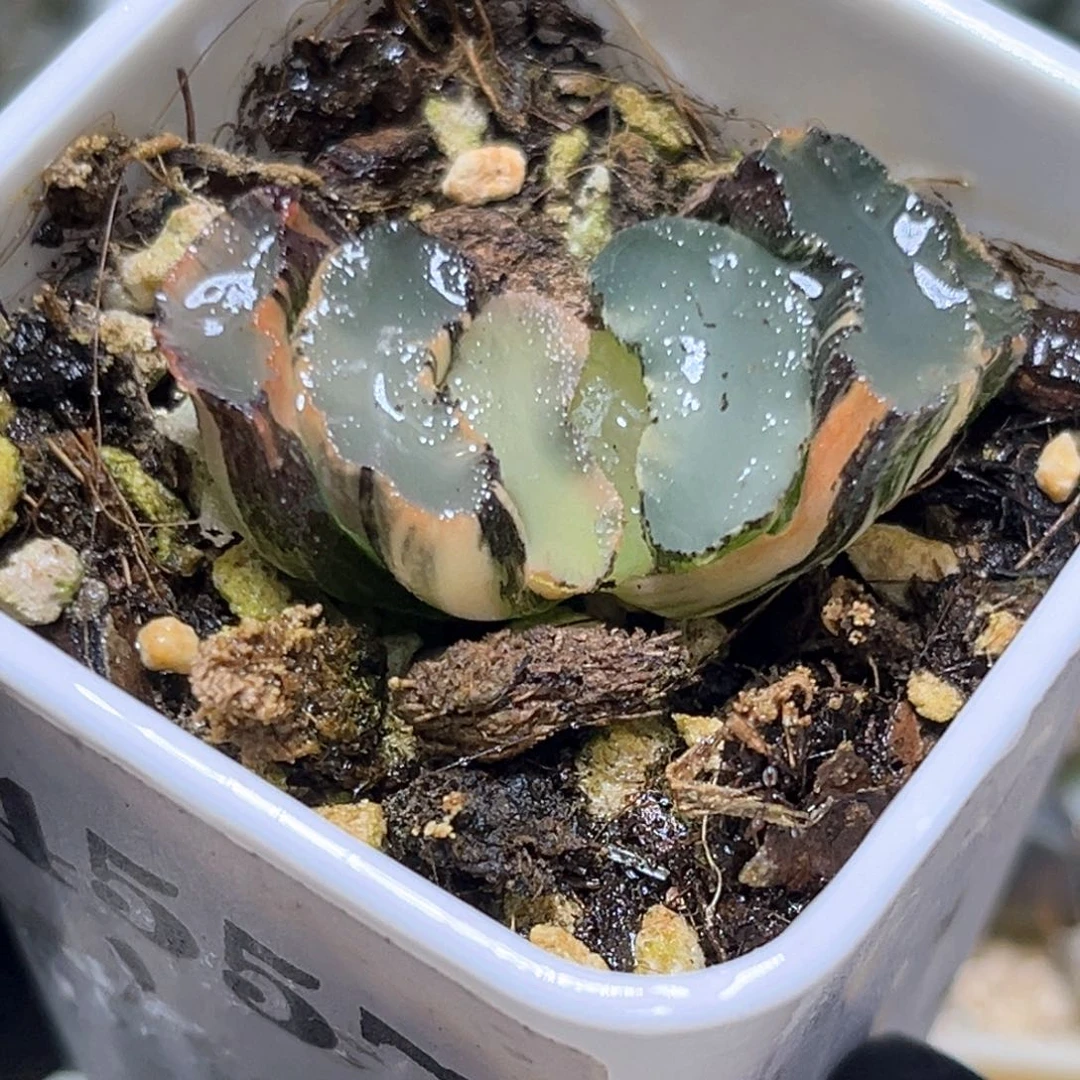 恭喜发财大吉大利4557