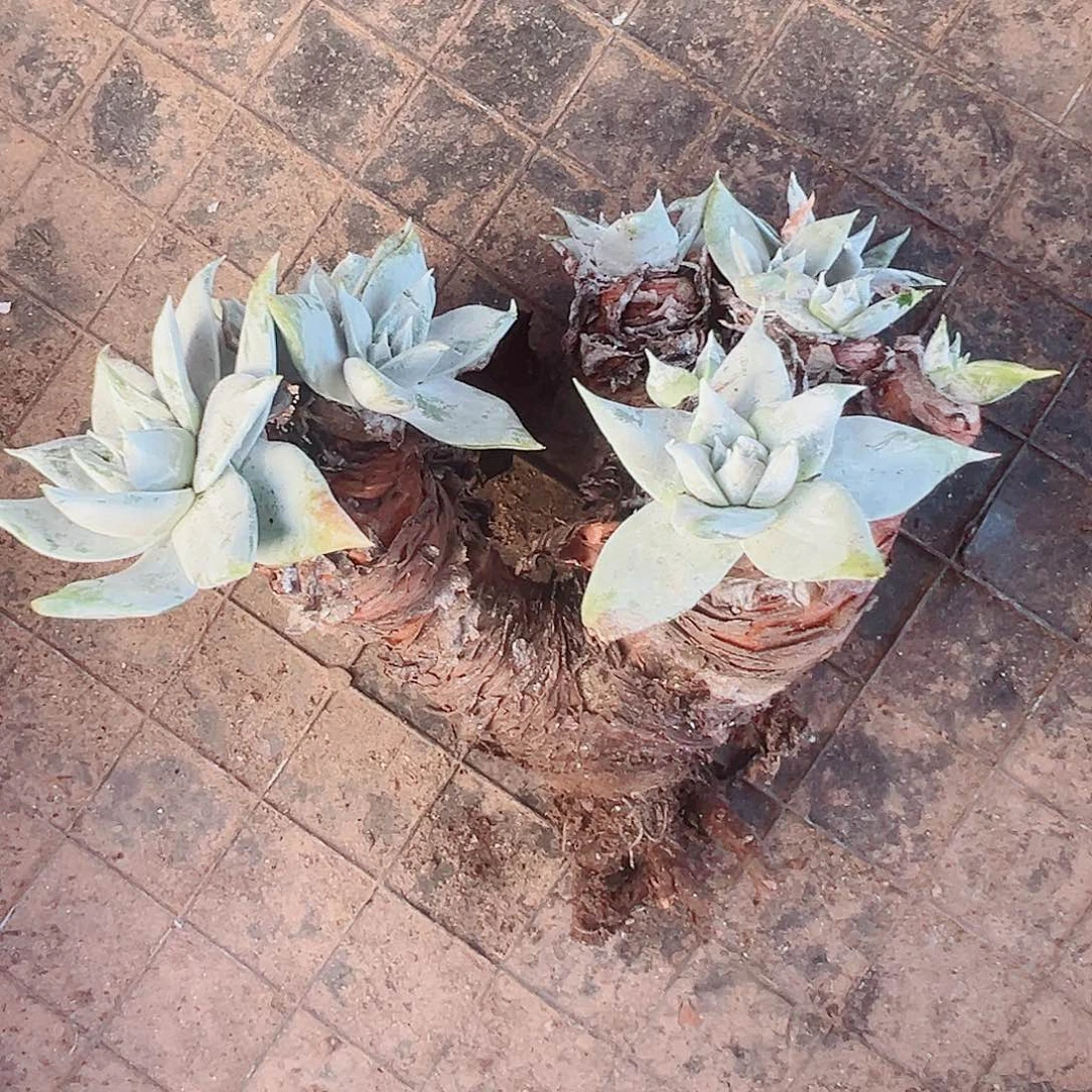 9156瑕疵仙女杯多肉