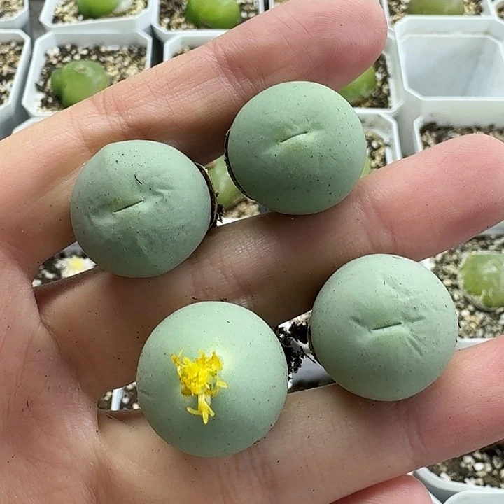 老马生石花2公分鸽子蛋927