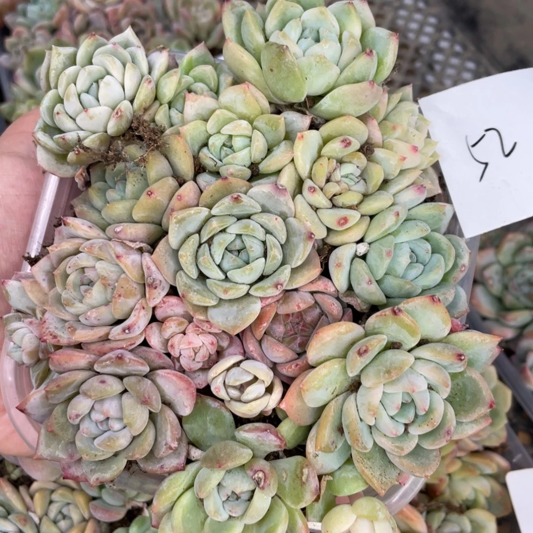 52 欧泊播种切糕苗，特价不包保温不包售后