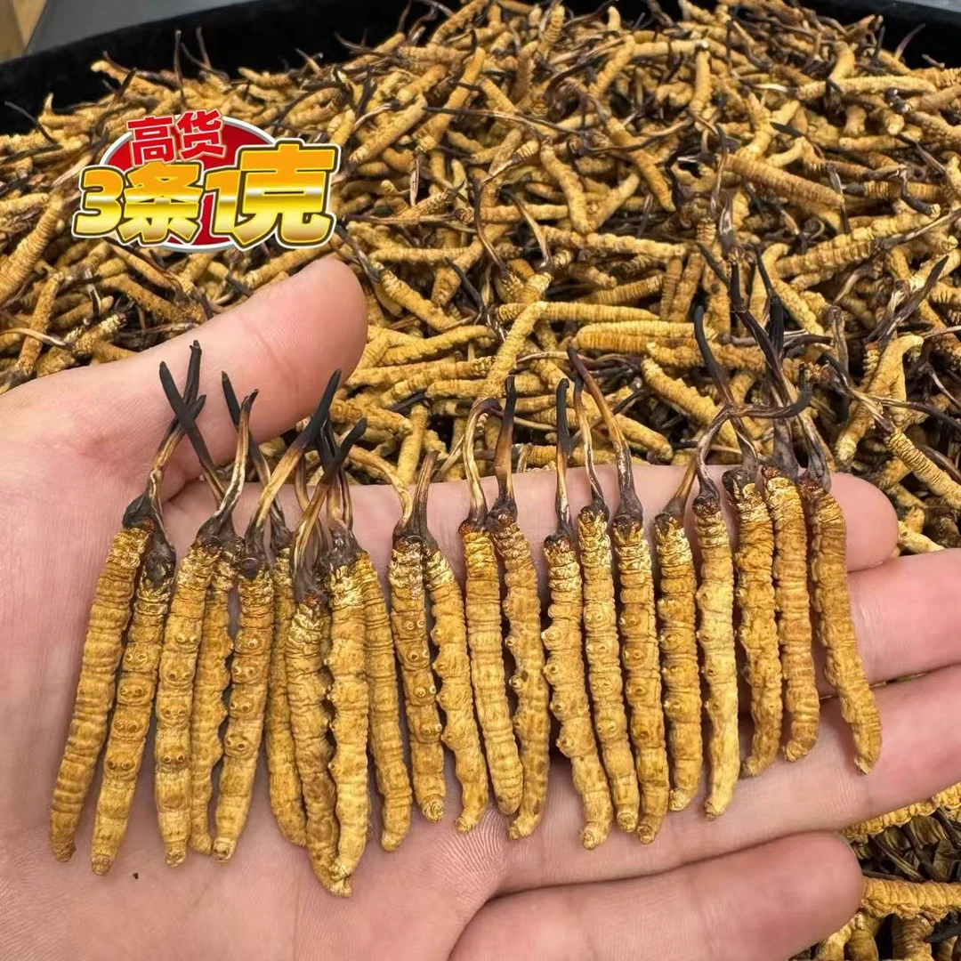 【冬虫夏草 3条1克】2025年精选小黄芽 大草- 高海拔