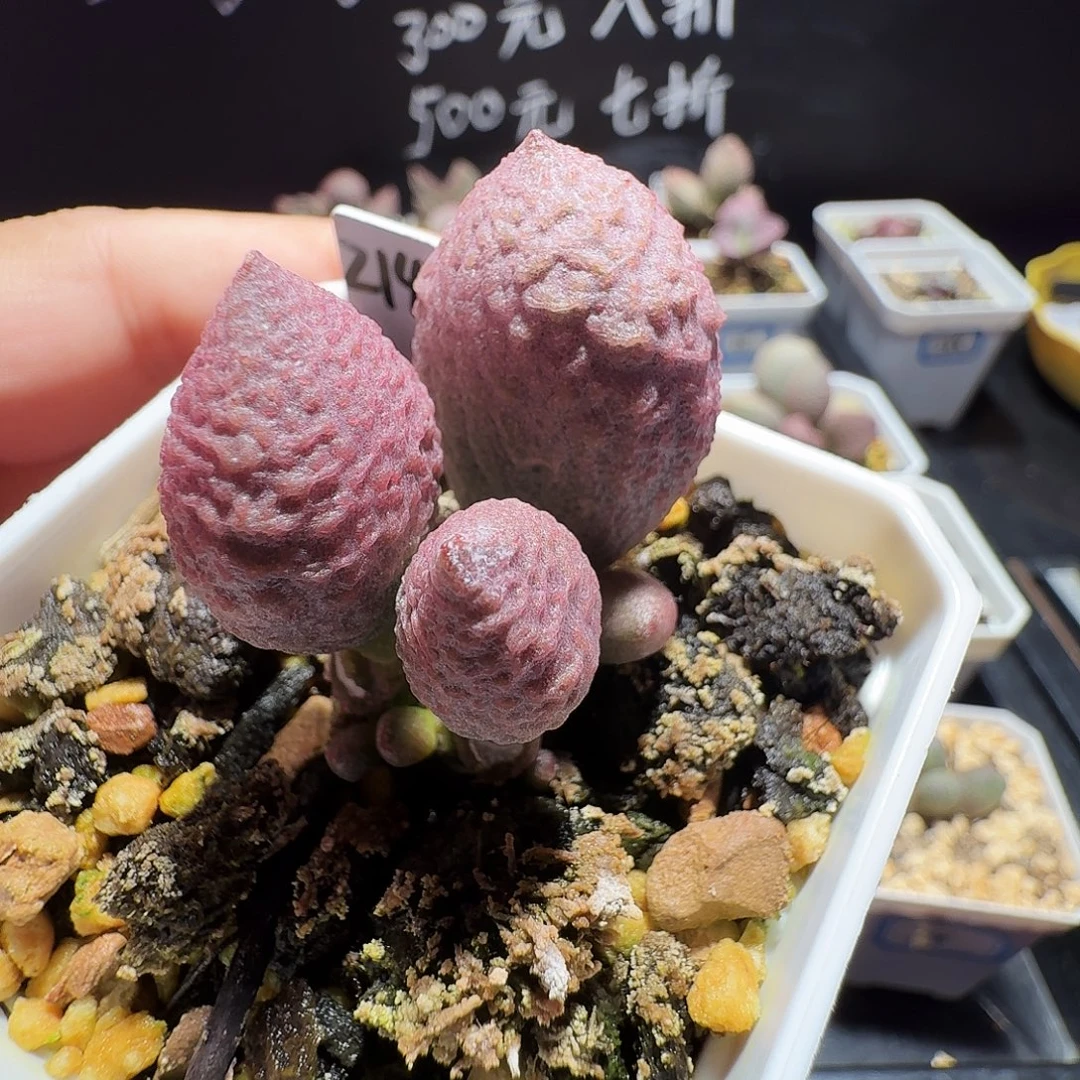 实生水泡，带盆发货，满38包邮，植物售出不退不换