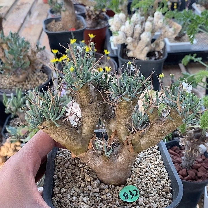 832黑鬼殿厚敦菊一一一