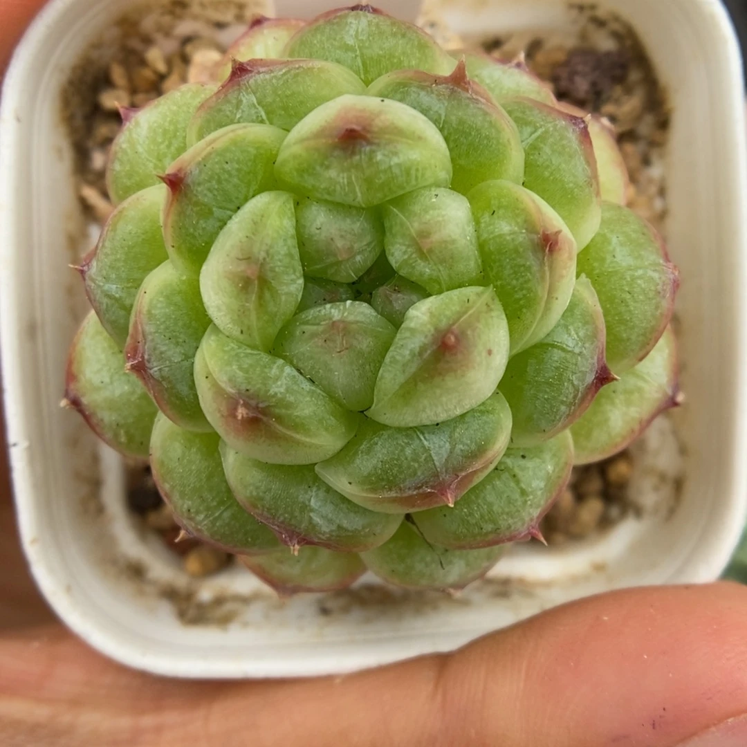 绿泡泡珍妮763号。