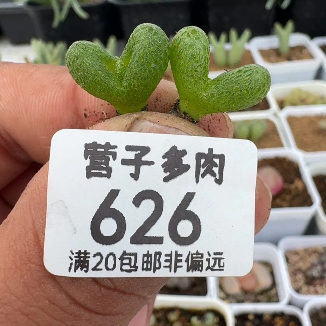 妖奇玉。 两颗。