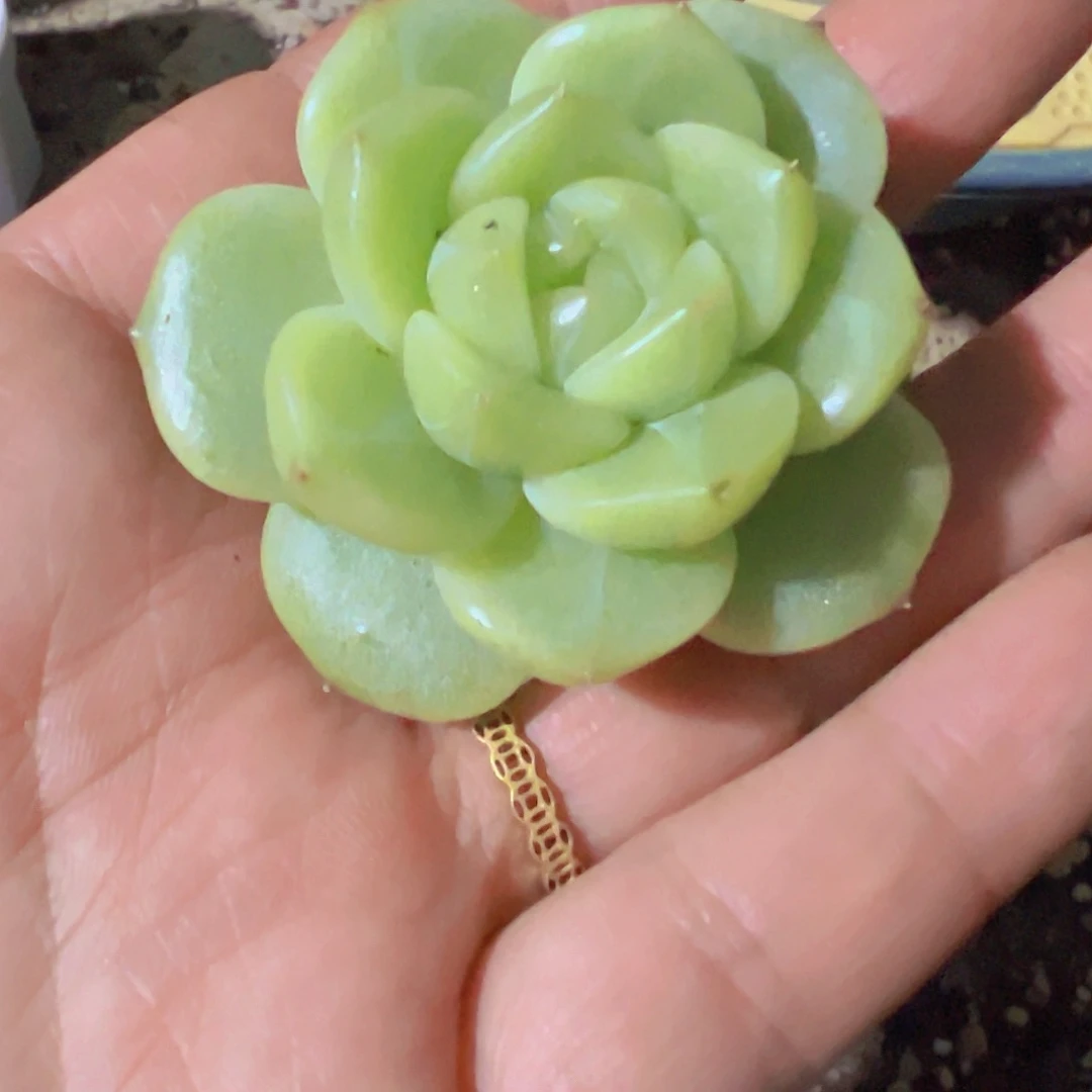 小***进珍妮，裸根发货，