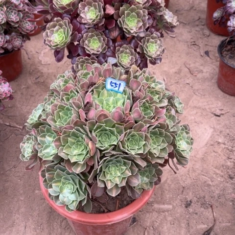 551多肉植物组合，