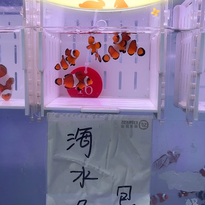 海水鱼精品黑边公子小丑鱼