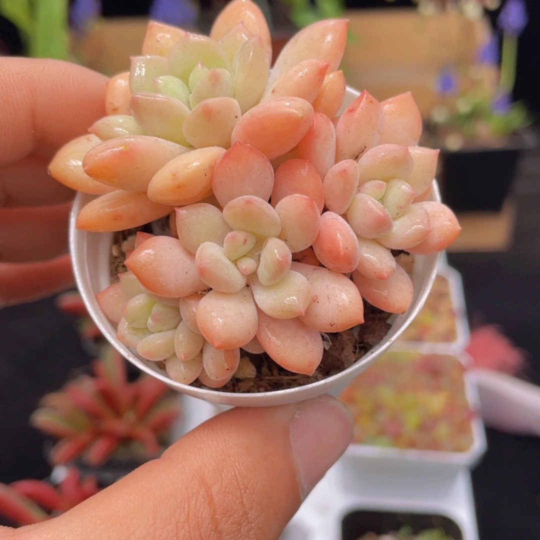 玉如意多肉9.9包邮发货