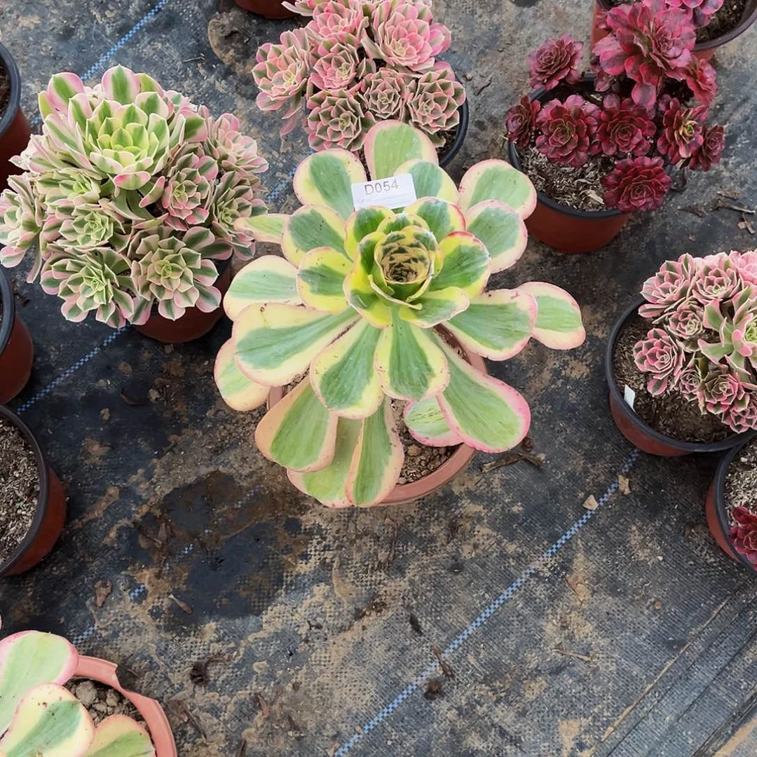 右***豆无花朵多肉植物054艳资