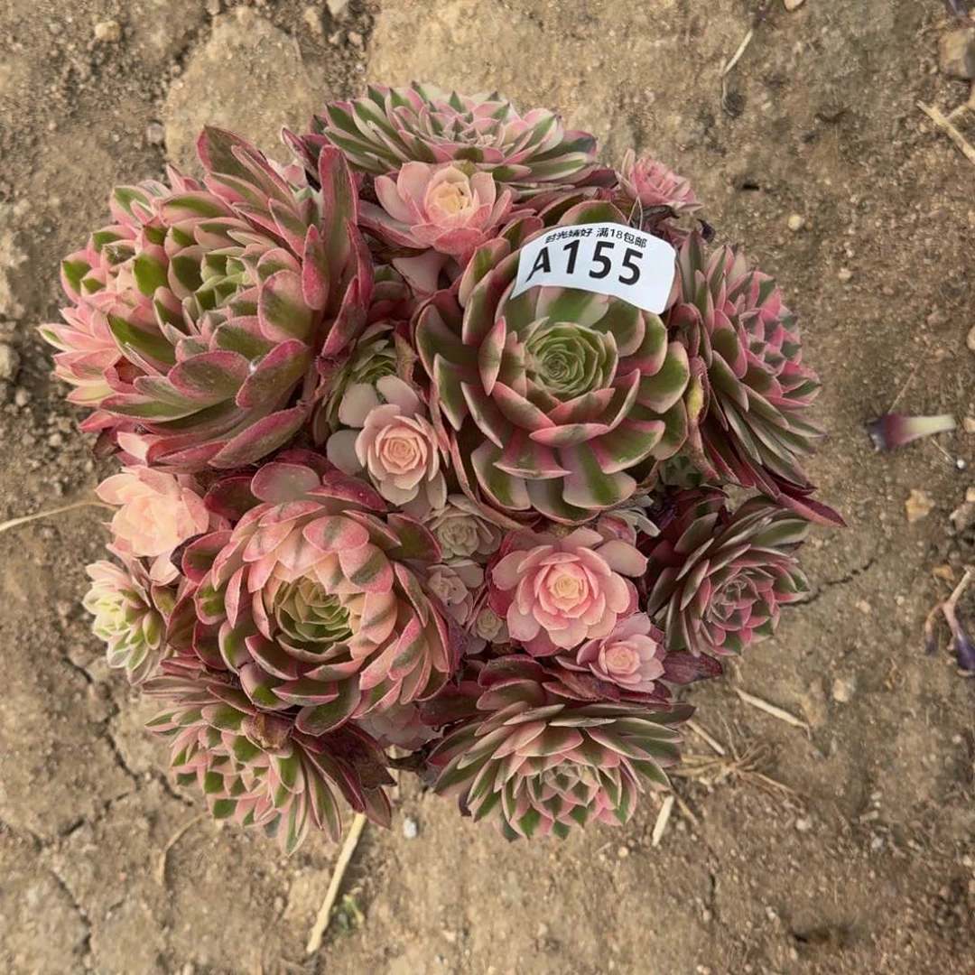 想****彬155荔枝多肉植物