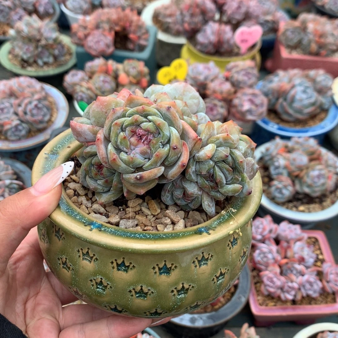 哈哈哈哈哈哈哈50