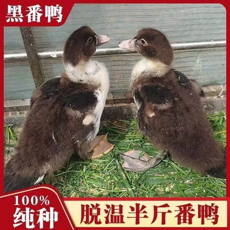 【大种黑番鸭】脱温半斤番鸭苗西洋鸭火鸭鸳鸯宠物鸭