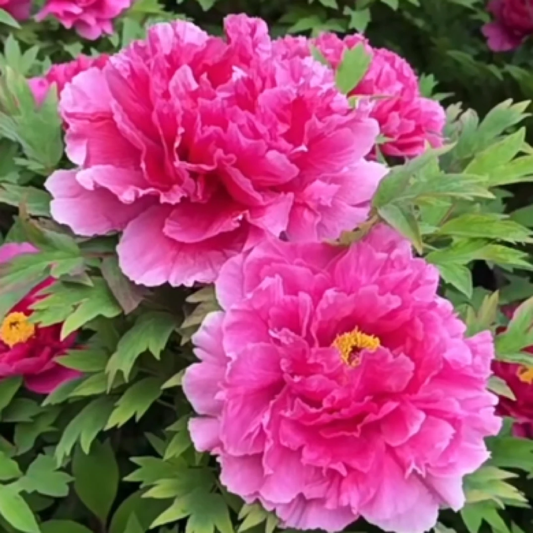 【紫红殿】带花苞发货 粉红色渐变 优秀的丰花品种