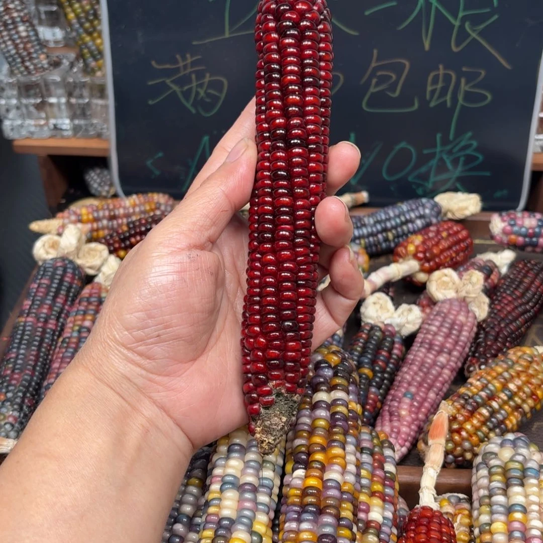 柏香籽/百香籽吊坠江*岛