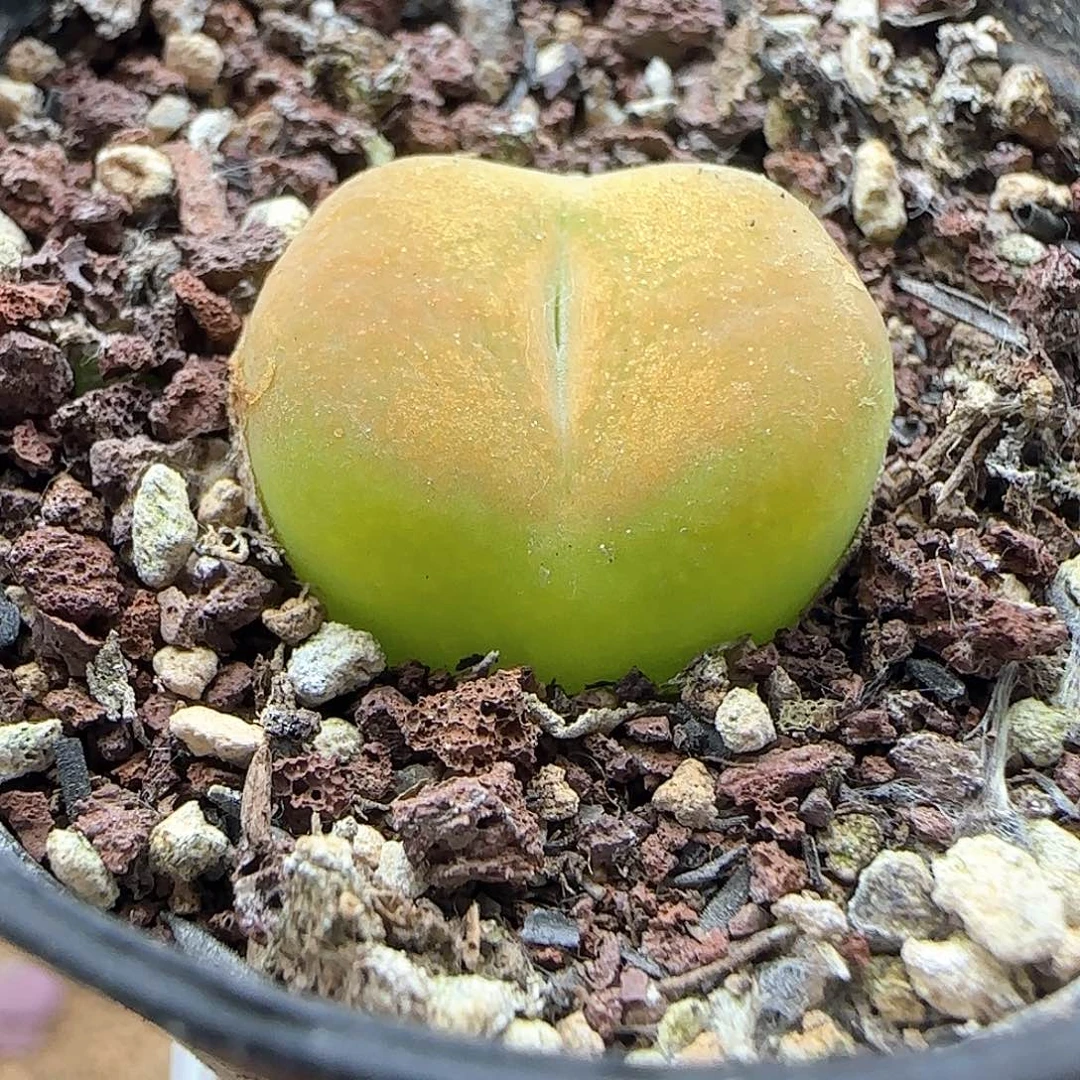 少***s哈哈哈哈哈哈哈哈42523