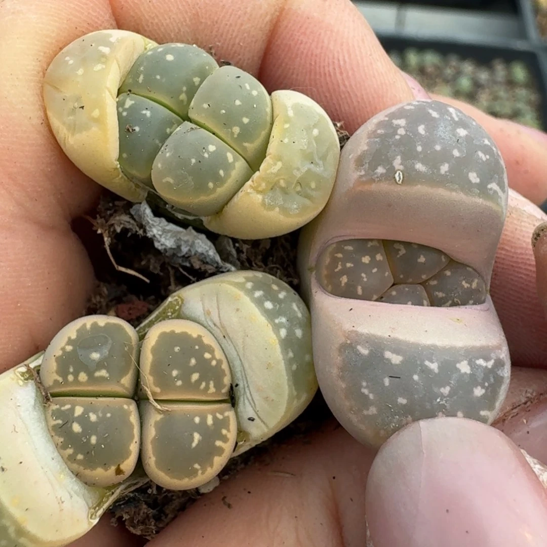 436三颗000000000000000