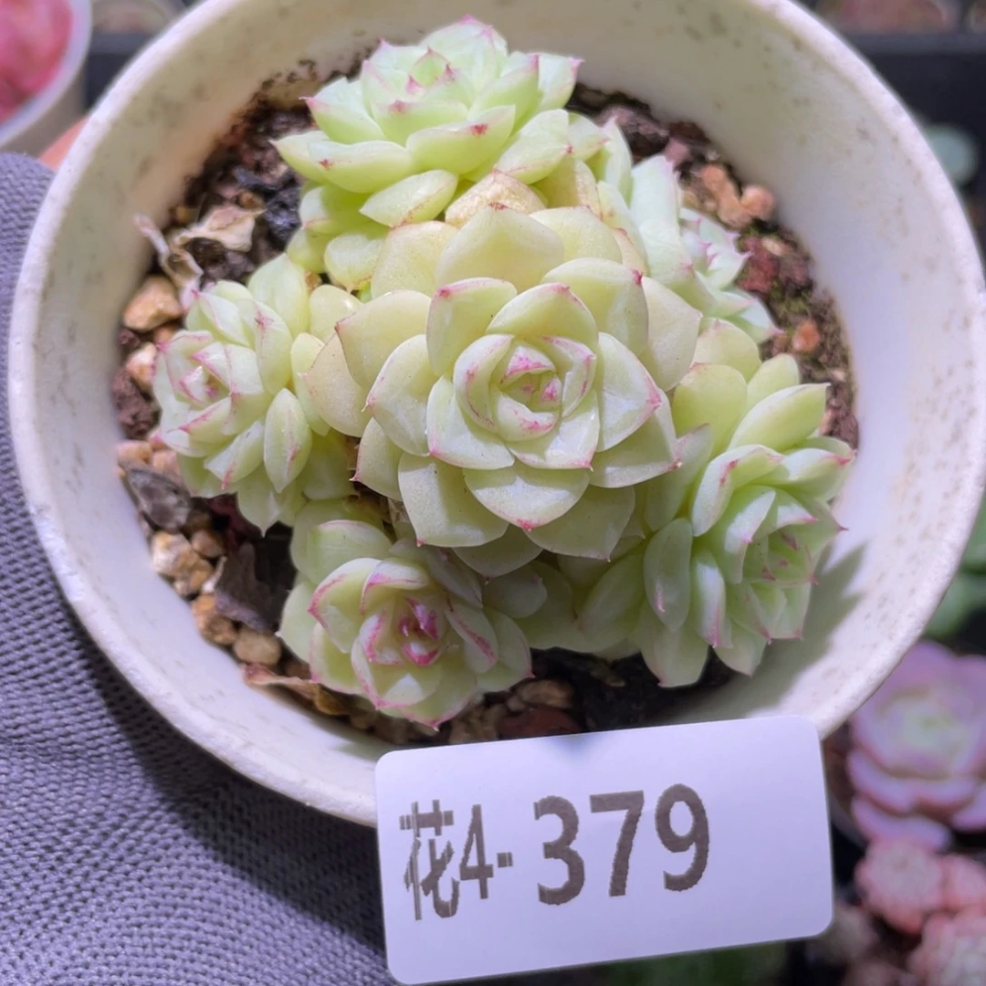 花利美4-379白天鹅