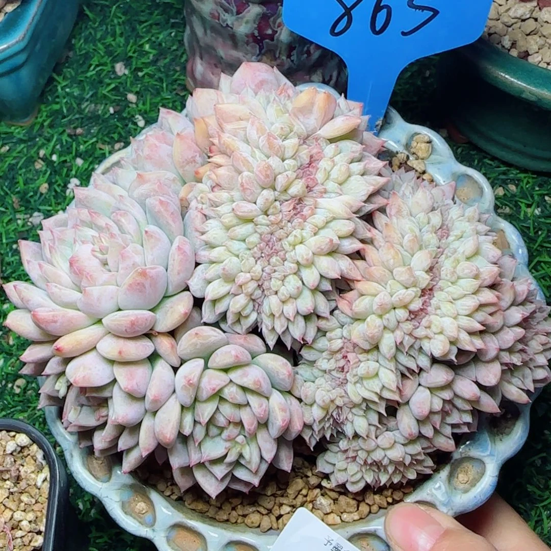 霜花缀化，8147多肉植物
