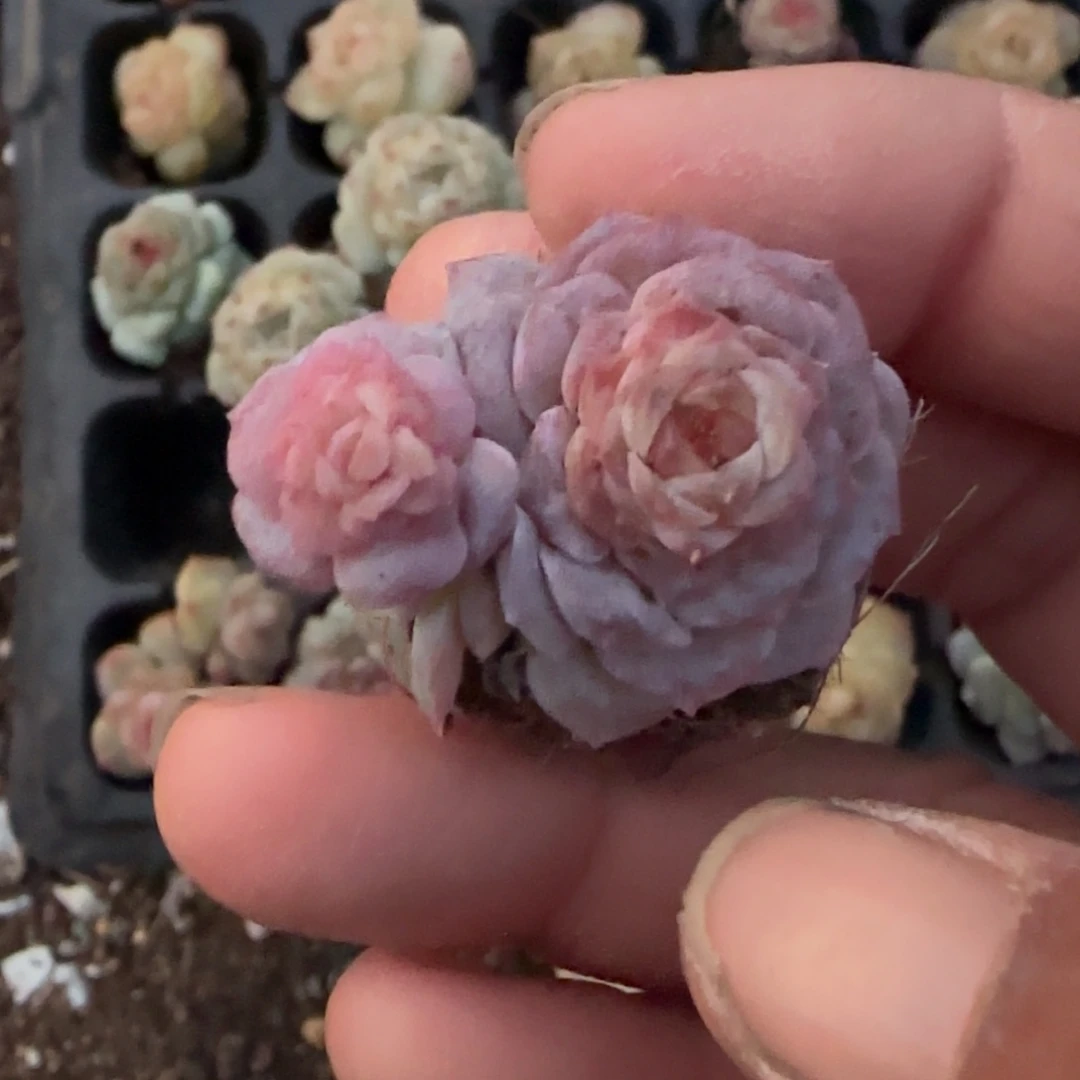 多肉小卡拉米糖心一物一拍