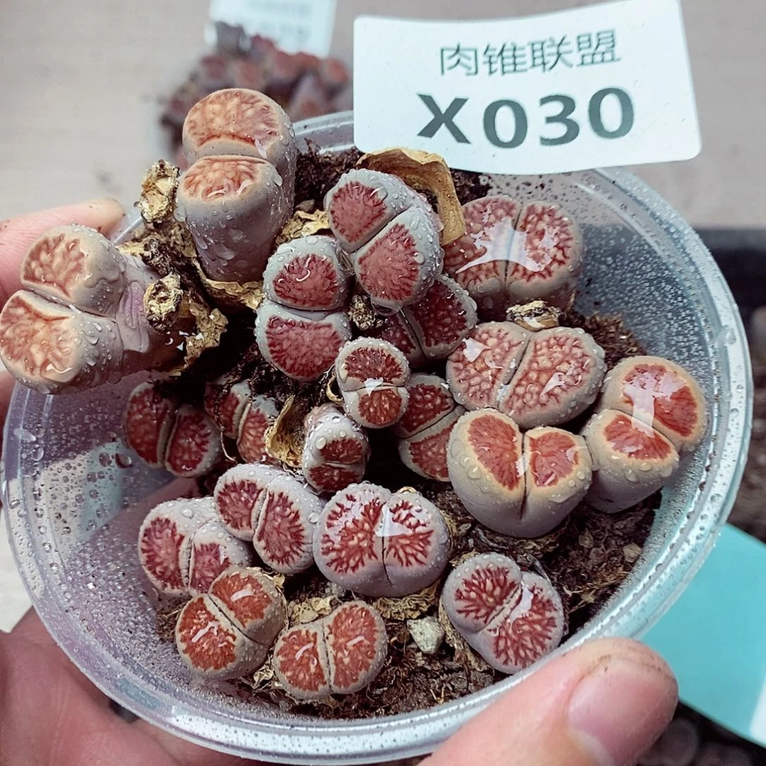 30呃呃呃呃呃呃呃呃呃呃呃呃呃