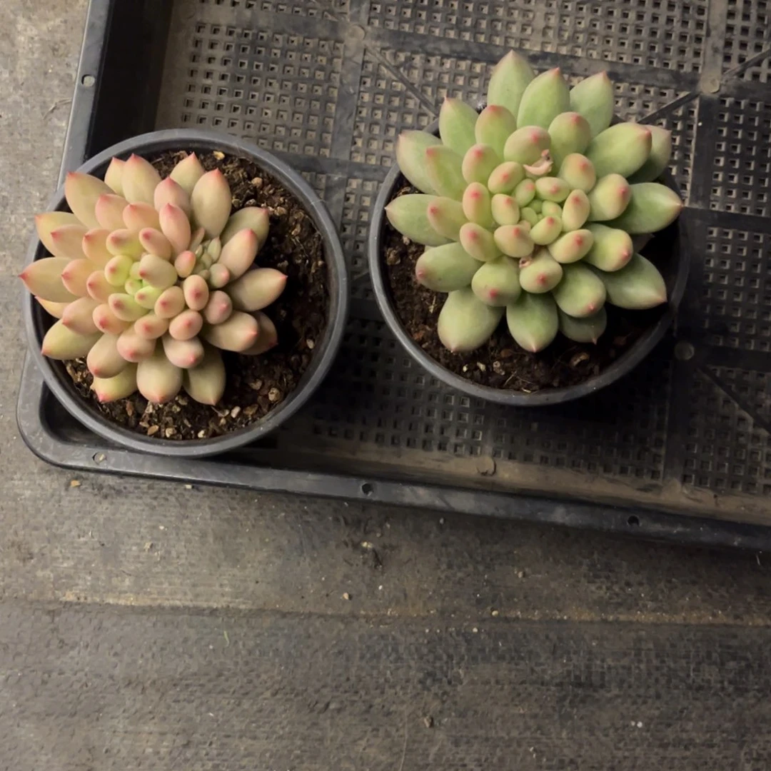 岩子脱土发货。。。。