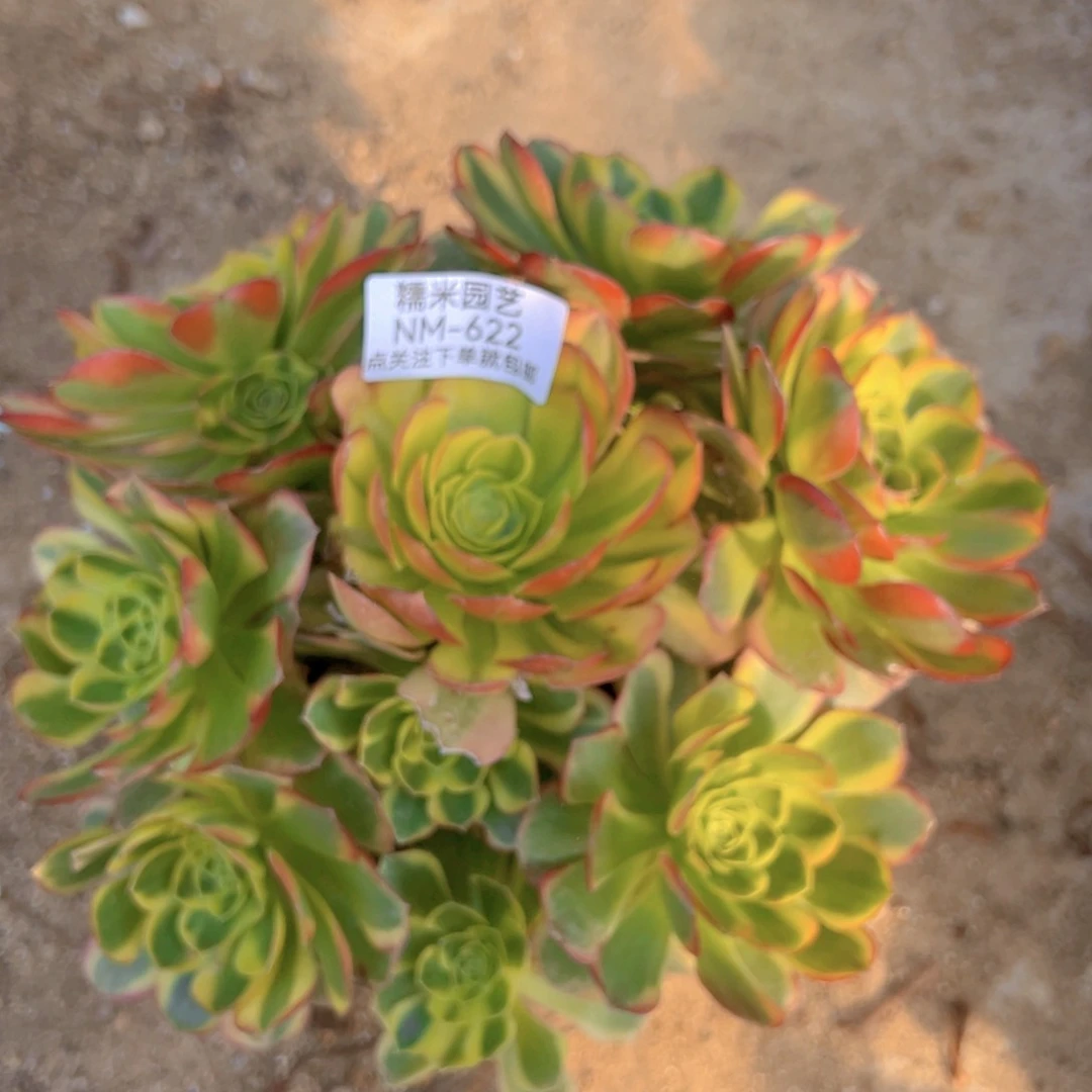 奶白多肉植物622