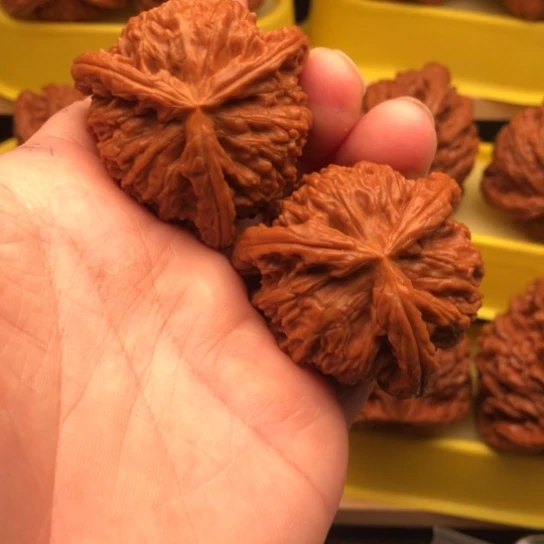 *****核桃和他的核桃核桃核桃