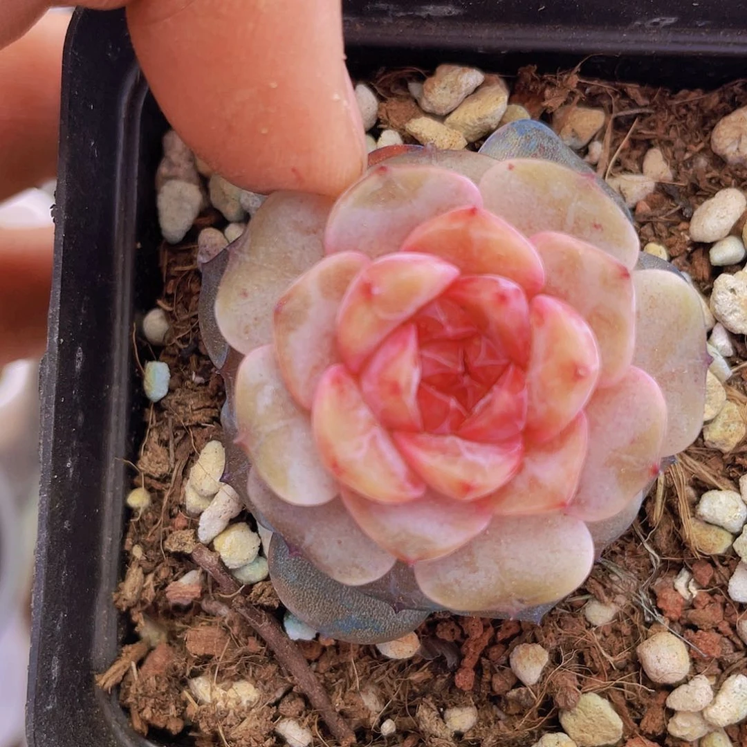 00000000000026量拍