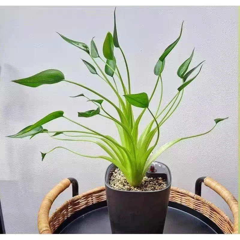 小舞者千手观音海芋小众网红绿植盆栽适合阳台种植加仑盆发货