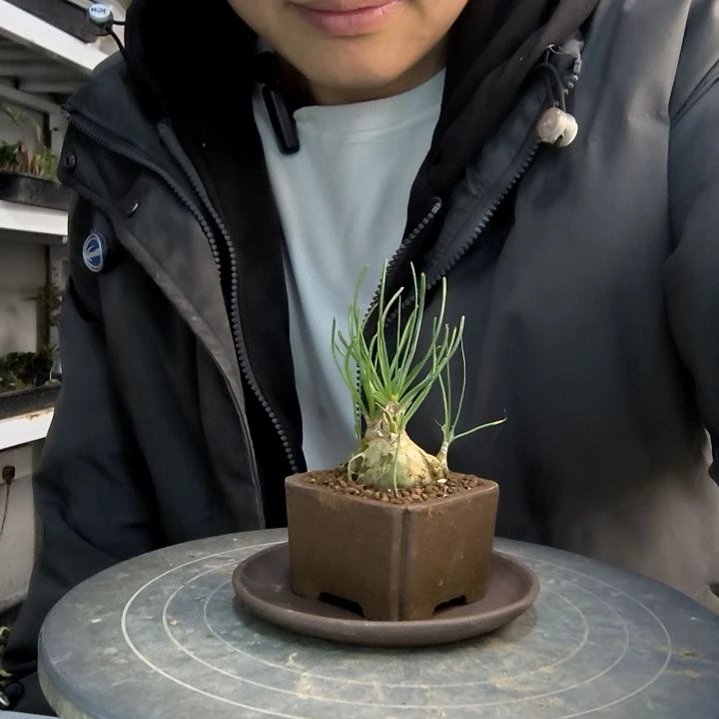 碎*小盆景小植物一物一拍269