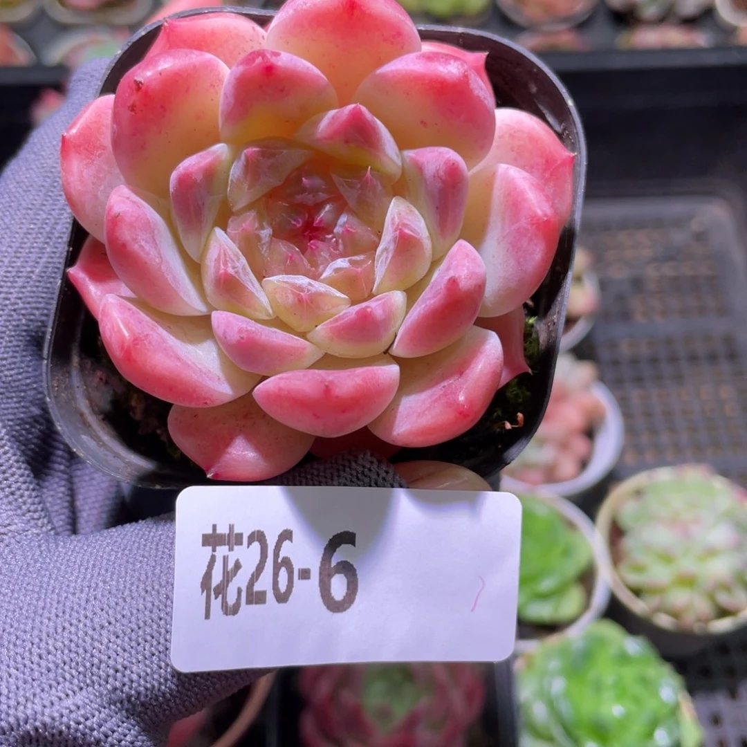 花利美26-6秘境冰魄
