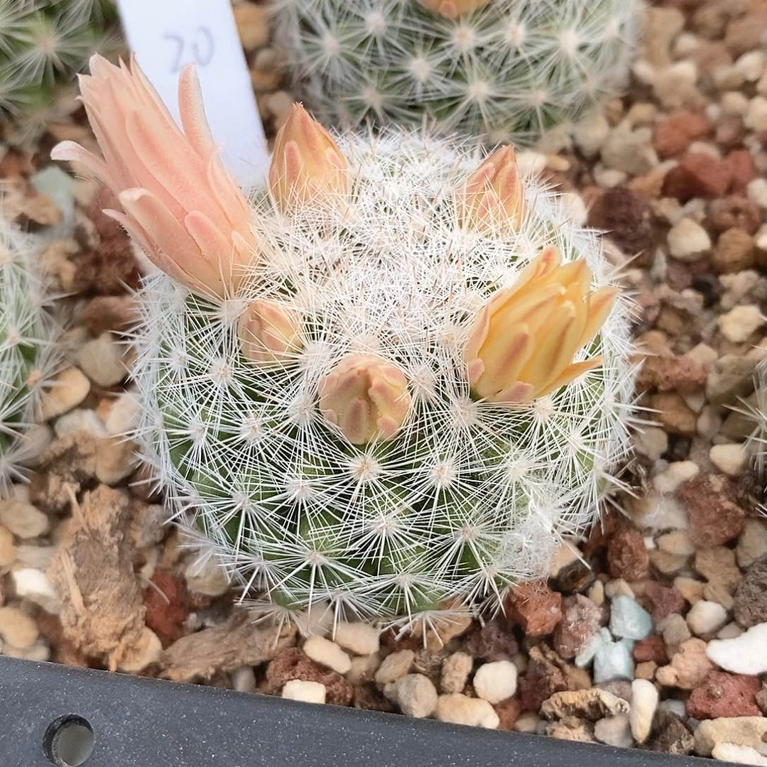1****人花花花花花花花花