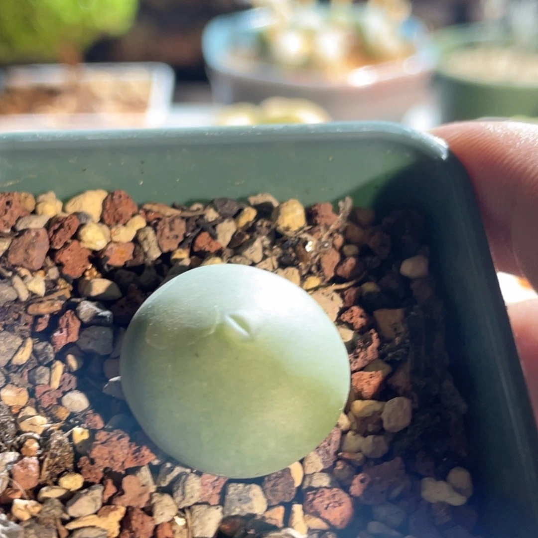 白花大g嘟嘟嘴植物一物一拍