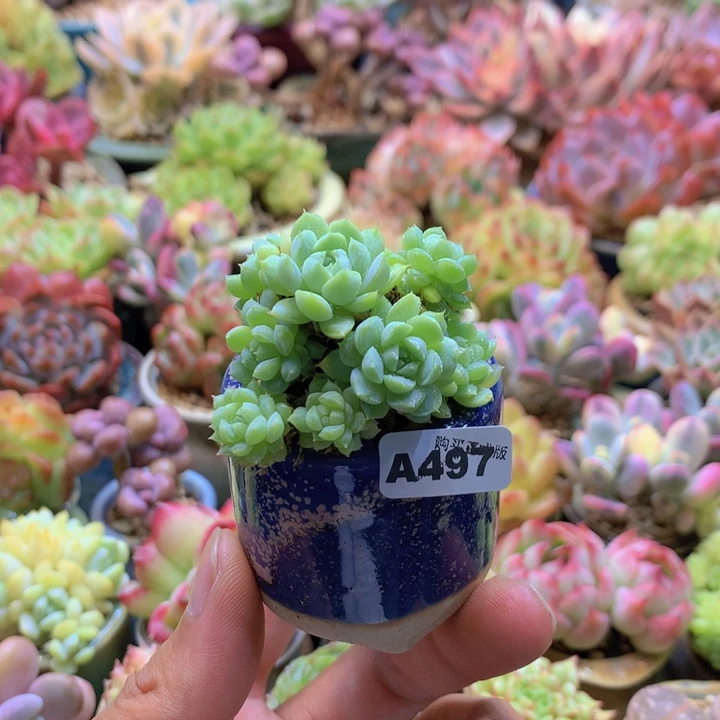 一物一拍含盆土满38包邮A497