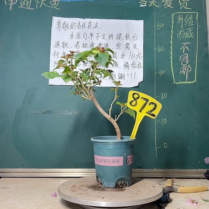 当前无花栽培后可以开花 落日  弯杆   872